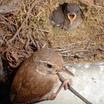 Winter Wren